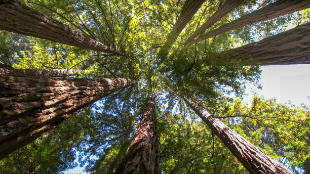 How Our Tree Care Process Works  in  Glen Rock, PA