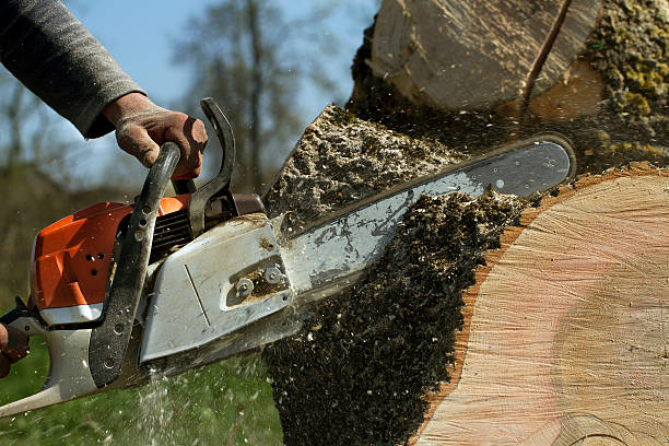 Professional Tree Removal in Glen Rock, PA